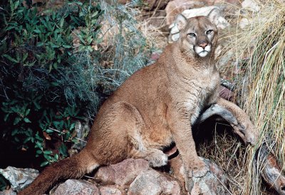 Mountain Lion