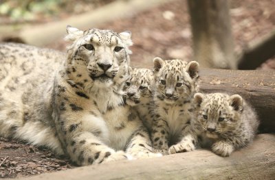 Snow Leopard