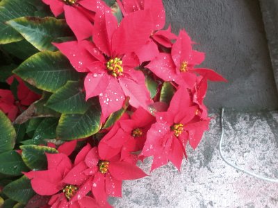 FLOR DE NATAL