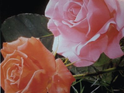 ROSAS