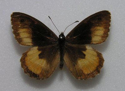 Hipparchia neomiris