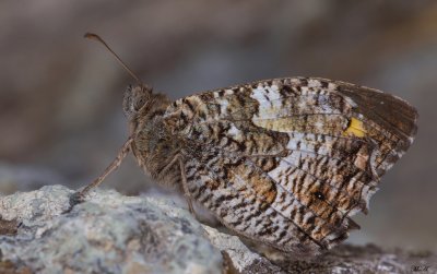 Hipparchia neopoletana