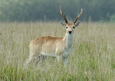 Cervo delle pampas