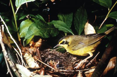 Parula del kentucky