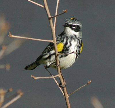 Parula gropponegiallo