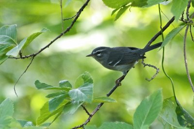 Parula piombata