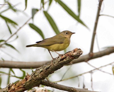 Parula del connecticut