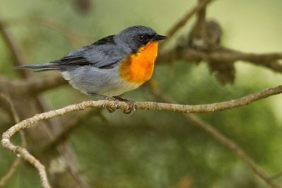 Parula golaflammea