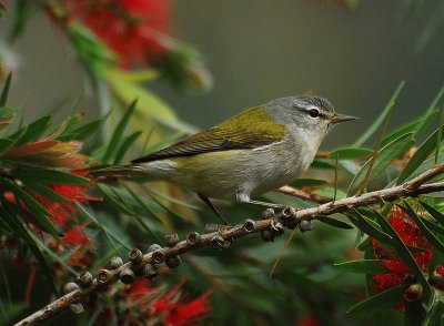 Parula del tennesses