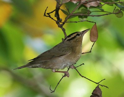 Parula cacciavermi