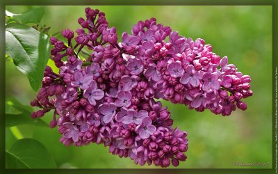 Lilas