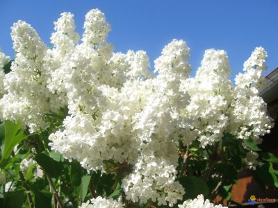 Lilas