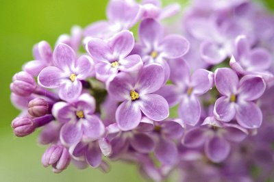 Lilas