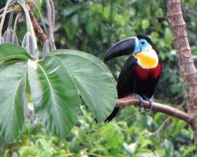 Tucano scanalato