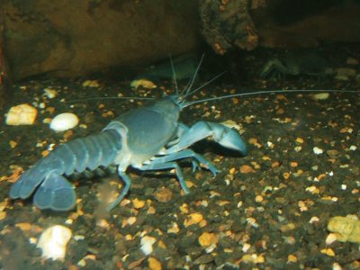 Yabby