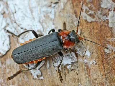 Cantharis fusca