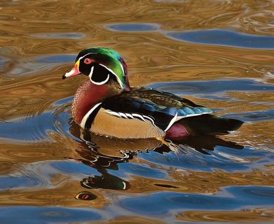 Wood Duck