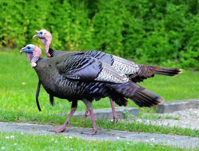 Wild Turkeys