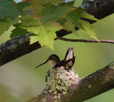 Hummingbirds