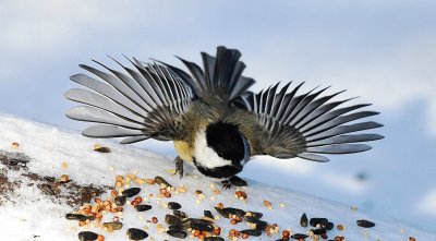 Chickadee