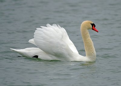 Swan