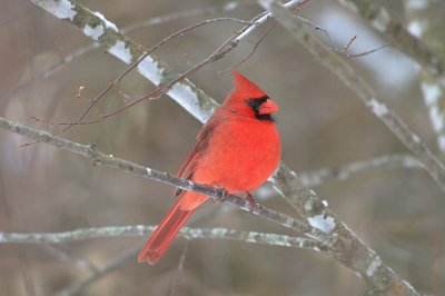 Cardinal