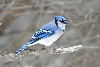 Bluejay