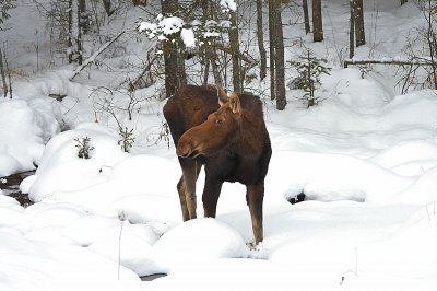 Moose