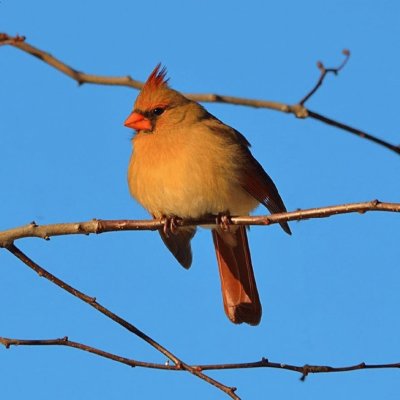 Cardinal