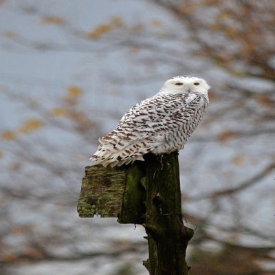 Snow owl