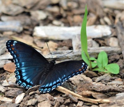 Blue Tip Butterfly