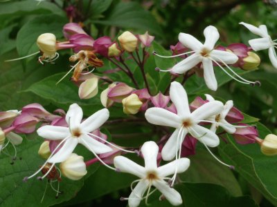 Clerodendron