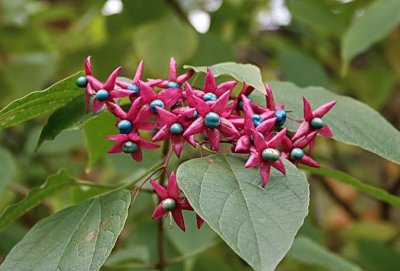 Clerodendron