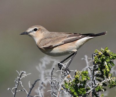 Monachella isabellina