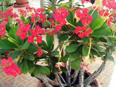 Euphorbia