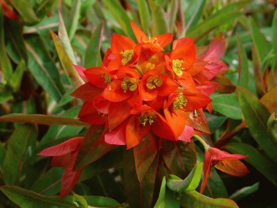 Euphorbia