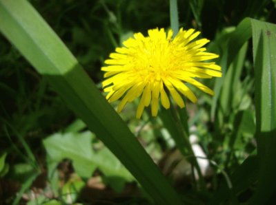 Diente de leÃ³n