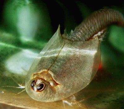 Triops