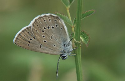 Maculinea teleius