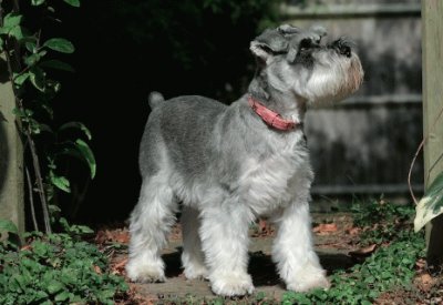 Schnauzer nano sale e pepe