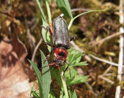 Cantharis rustica