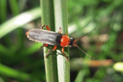 Cantharis pellucida