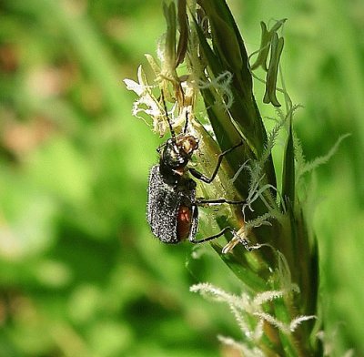 Cantharis nigra