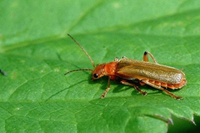 Cantharis pallida