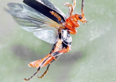 Cantharis livida