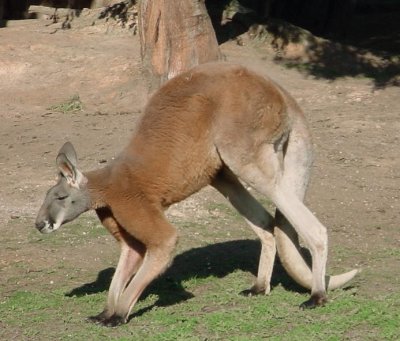 Canguro rosso