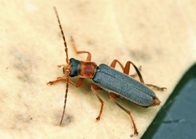 Cantharis lateralis