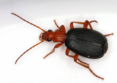 Brachinus