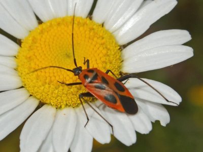 Calocoris nemoralis