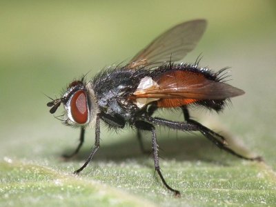 Besseria lateritia